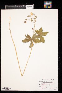 Geranium maculatum image