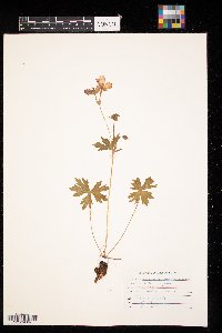 Geranium viscosissimum image