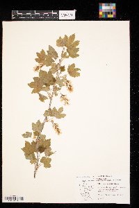 Ribes americanum image