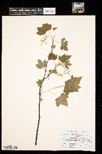 Ribes americanum image