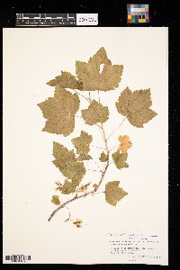 Ribes americanum image