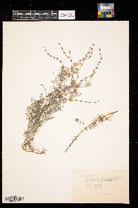 Myriophyllum sibiricum image