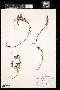 Myriophyllum spicatum image