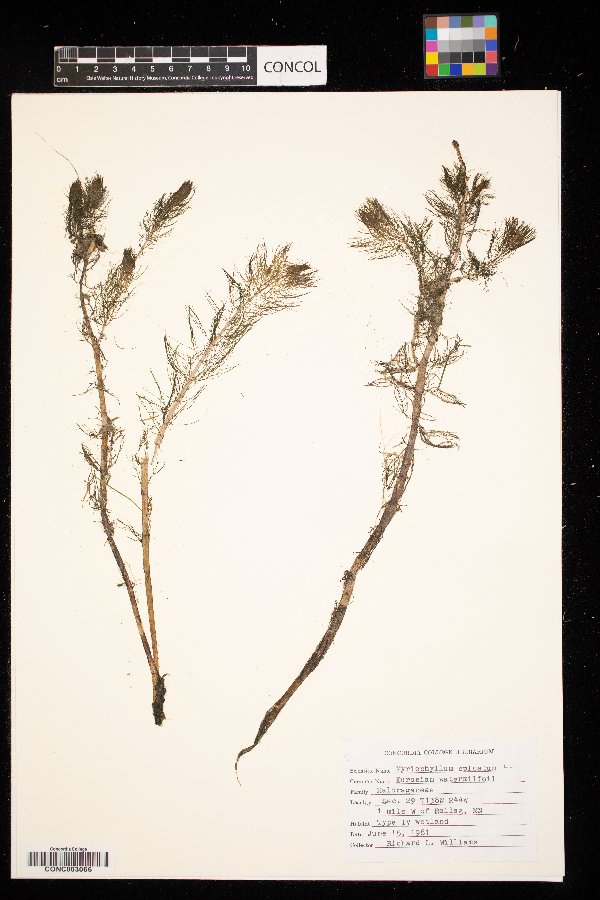 Myriophyllum spicatum image