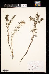 Myriophyllum spicatum image