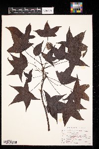 Liquidambar styraciflua image