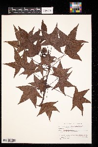 Liquidambar styraciflua image