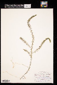 Elodea canadensis image