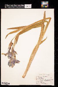 Iris versicolor image