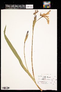 Iris versicolor image