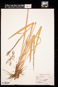 Iris versicolor image