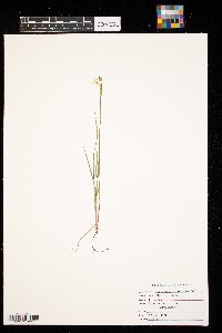 Sisyrinchium campestre image