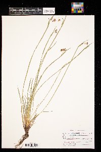 Sisyrinchium campestre image