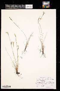 Sisyrinchium mucronatum image