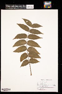 Juglans nigra image