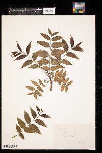 Juglans nigra image