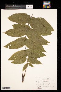 Juglans nigra image