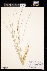 Juncus arcticus image