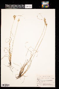 Juncus interior image