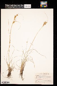 Juncus interior image