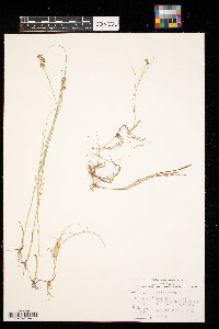 Juncus nodosus image