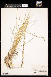 Triglochin maritima image