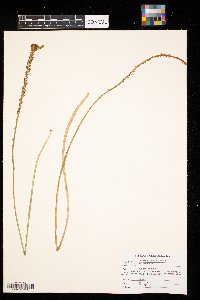 Triglochin maritima image