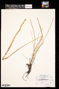 Triglochin maritima image