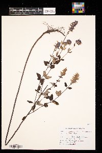 Agastache foeniculum image