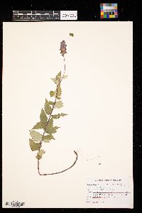 Agastache foeniculum image