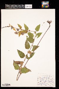 Agastache foeniculum image