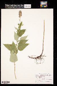 Agastache foeniculum image