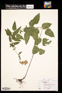 Agastache foeniculum image