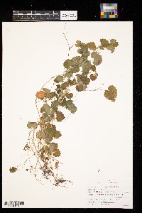 Glechoma hederacea image