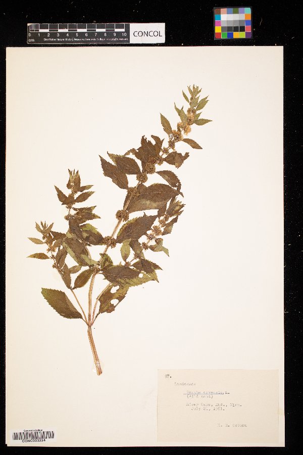 Mentha arvensis image