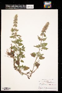 Nepeta cataria image