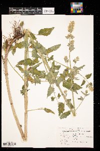 Nepeta cataria image