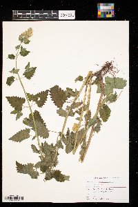 Nepeta cataria image