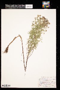 Pycnanthemum virginianum image