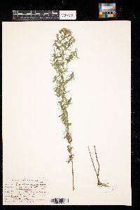 Pycnanthemum virginianum image