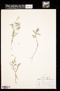 Salvia reflexa image