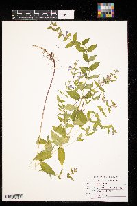 Scutellaria galericulata image