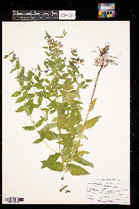 Scutellaria galericulata image