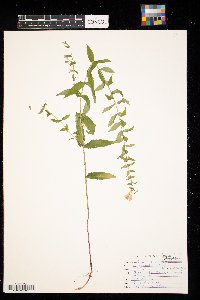 Scutellaria galericulata image