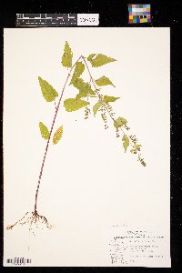 Scutellaria lateriflora image