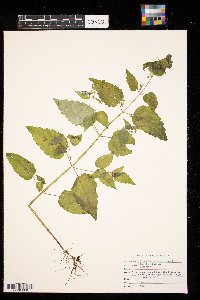 Scutellaria lateriflora image