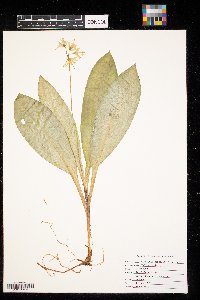 Clintonia borealis image