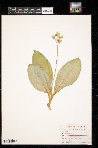 Clintonia borealis image