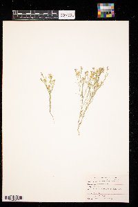 Linum rigidum image