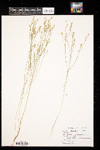 Linum sulcatum image